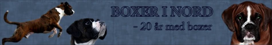 Boxerinord1bmp.jpg
