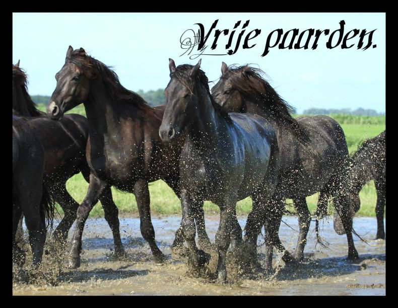Friese hengsten nemen een modderbad • Bokt.nl Friese hengsten nemen een modderbad • Bokt.nl
