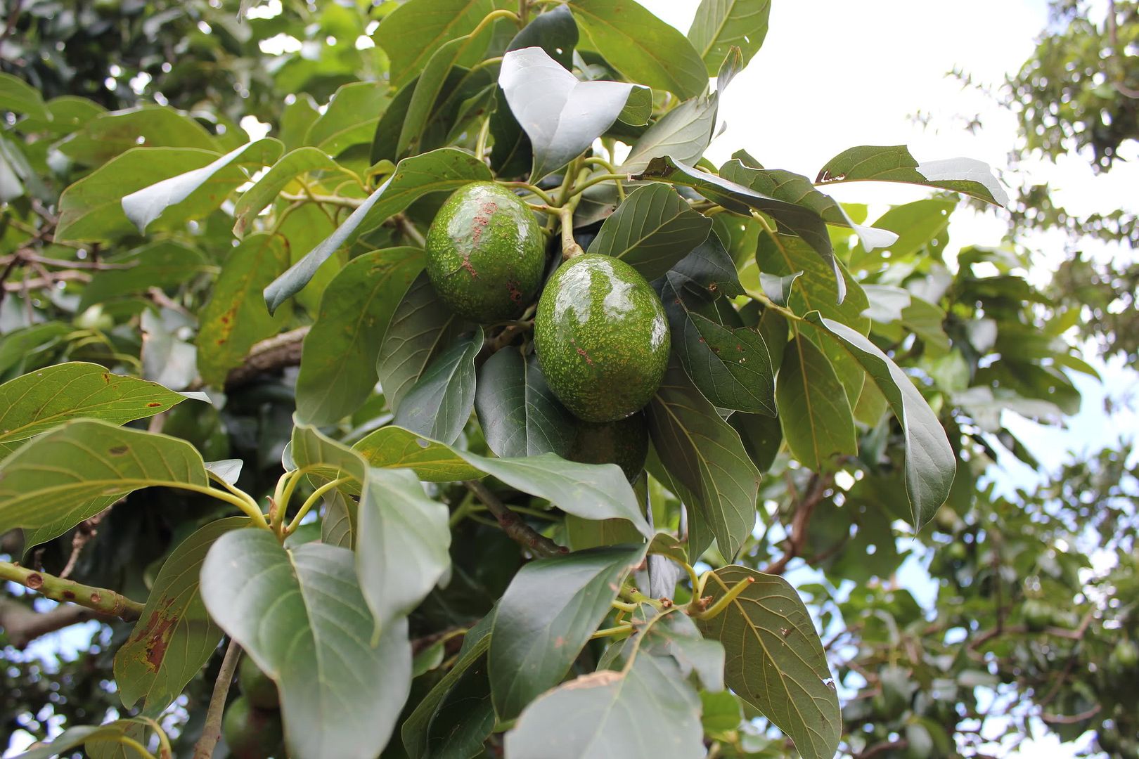 Đi Đà Lạt Về Share Cho Em Coi !!! Đừng Ném Gạch Em :D - 16