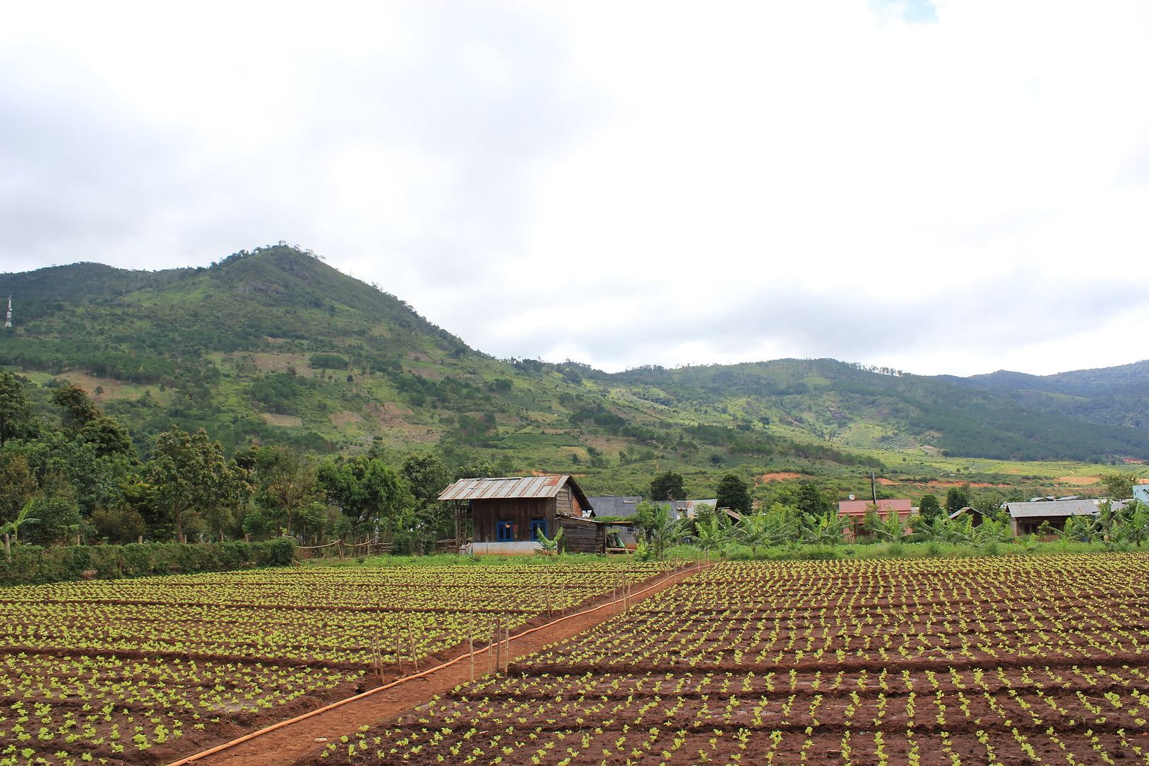 Đi Đà Lạt Về Share Cho Em Coi !!! Đừng Ném Gạch Em :D - 2
