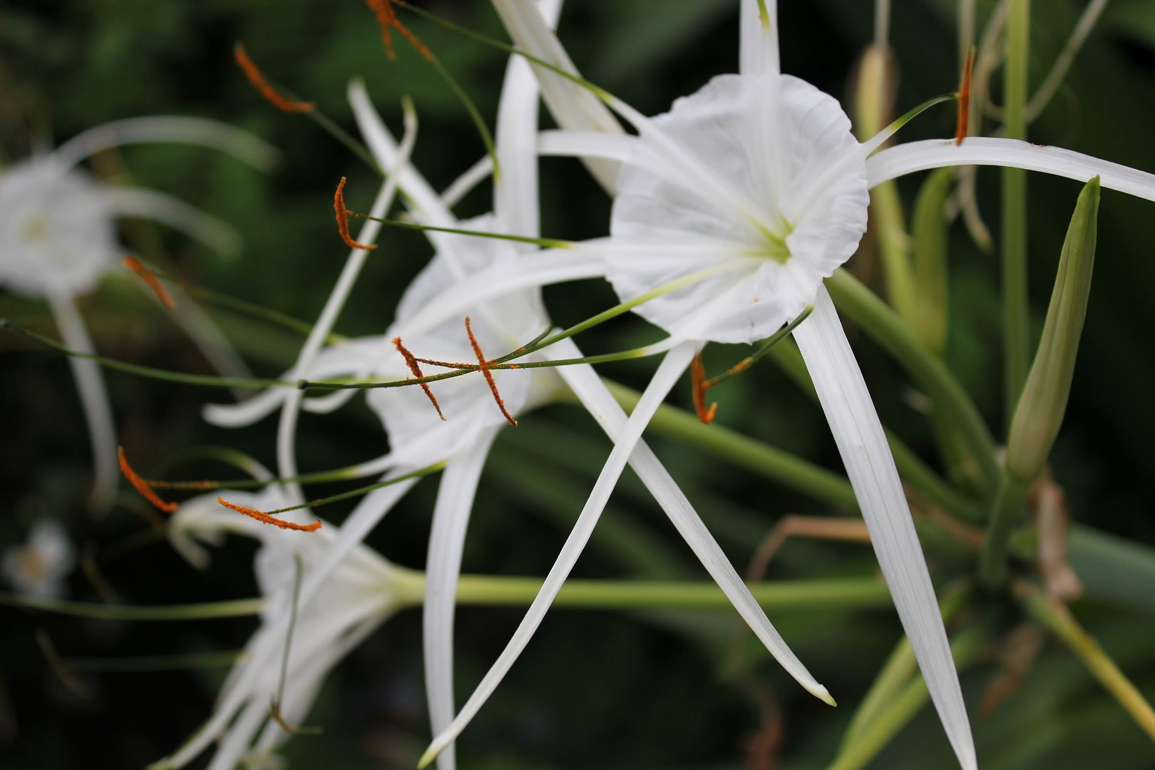 Đi Đà Lạt Về Share Cho Em Coi !!! Đừng Ném Gạch Em :D - 9