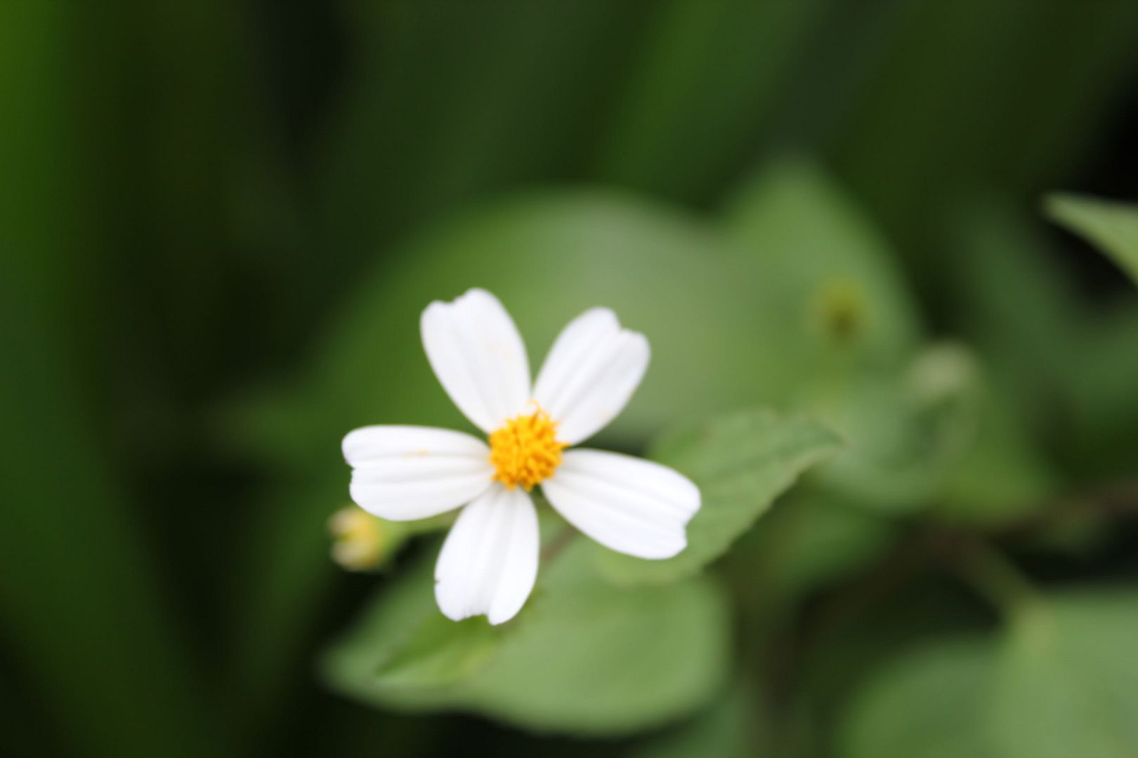 Đi Đà Lạt Về Share Cho Em Coi !!! Đừng Ném Gạch Em :D - 10