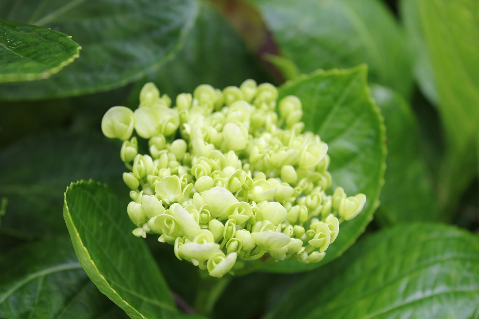 Đi Đà Lạt Về Share Cho Em Coi !!! Đừng Ném Gạch Em :D - 24