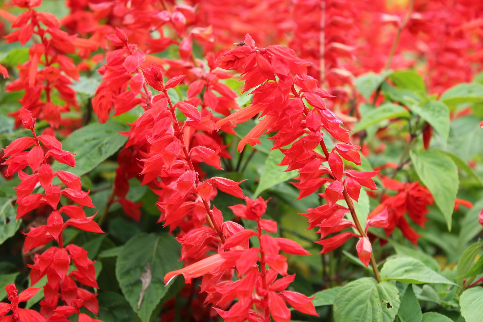 Đi Đà Lạt Về Share Cho Em Coi !!! Đừng Ném Gạch Em :D - 25