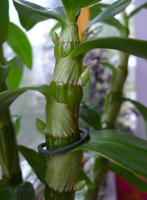 Dendrobium nobile уход после цветения