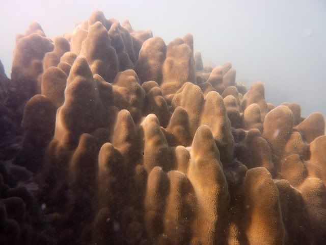 P1000168 সেন্ট মার্টিন দ্বীপের কোরাল/প্রবাল: পানির নীচে অন্য এক জগত ( বাংলাদেশের প্রাকৃতিক বিস্ময়   ১ )   | Techtunes