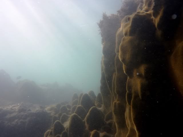 P1000169 সেন্ট মার্টিন দ্বীপের কোরাল/প্রবাল: পানির নীচে অন্য এক জগত ( বাংলাদেশের প্রাকৃতিক বিস্ময়   ১ )   | Techtunes
