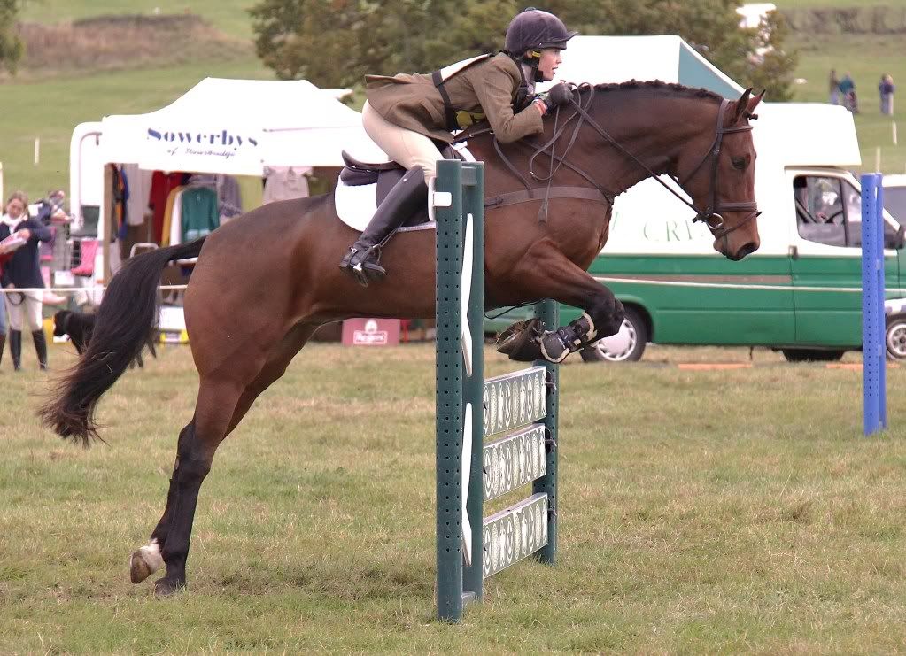 Show me your TB x Welsh Cobs