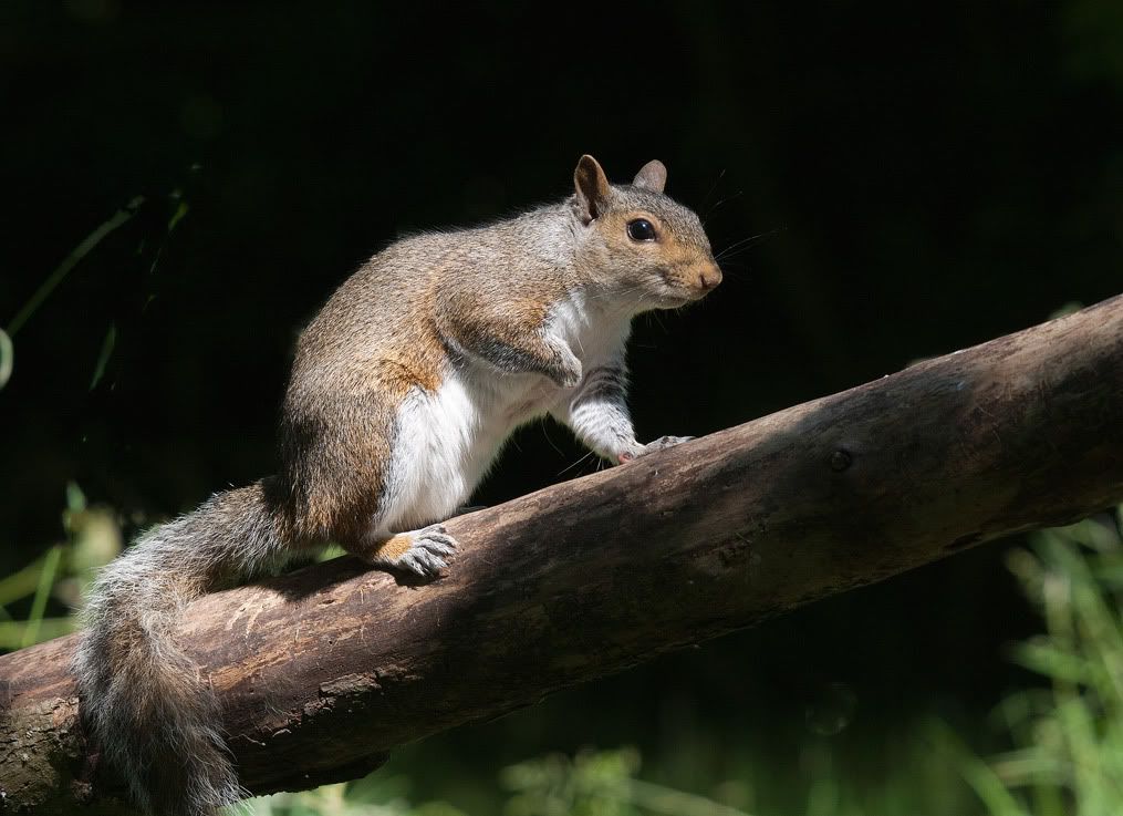 IMAGE: http://i714.photobucket.com/albums/ww147/lazerboy123/Mammals/IMG_8579.jpg