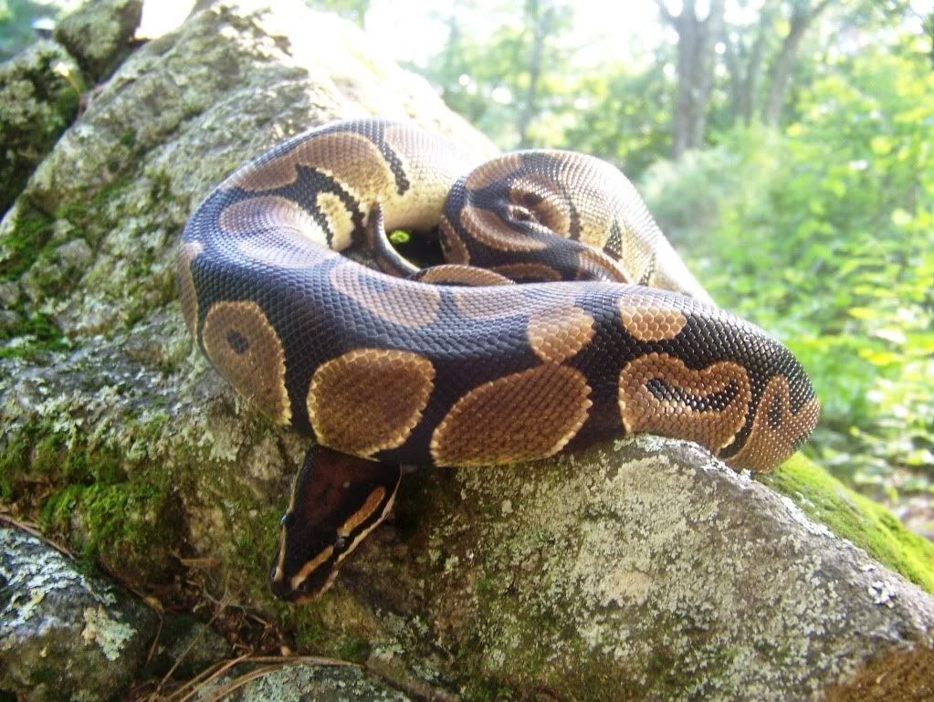 BP6.jpg