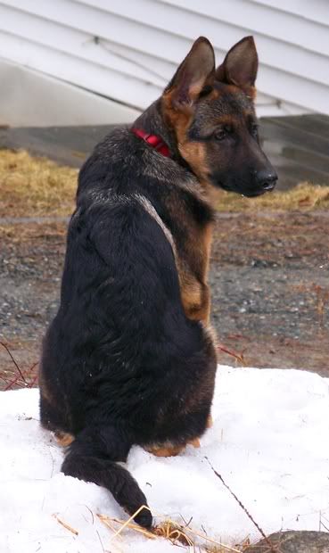 Cianaasapuppy.jpg