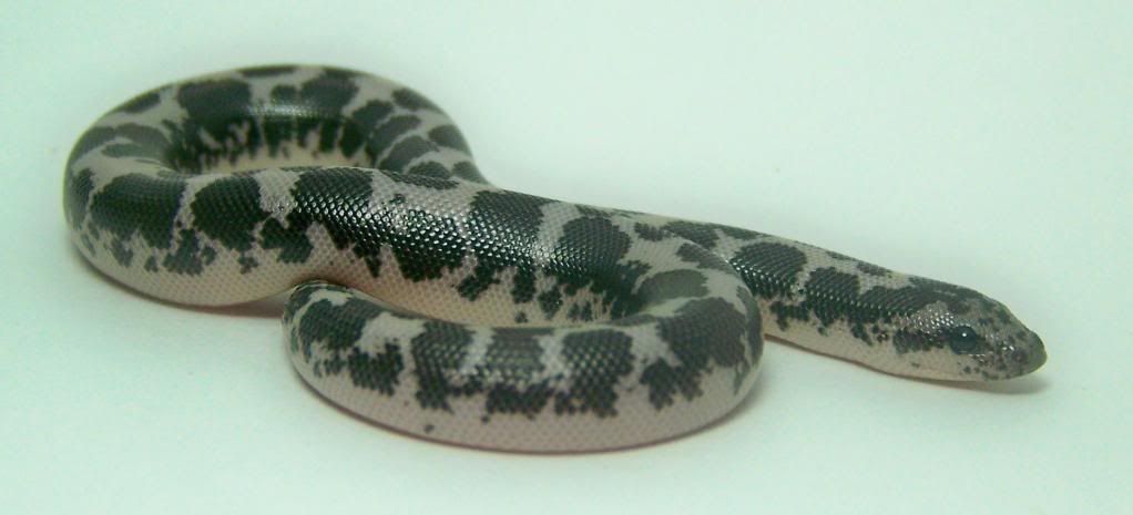 SandBoa1.jpg