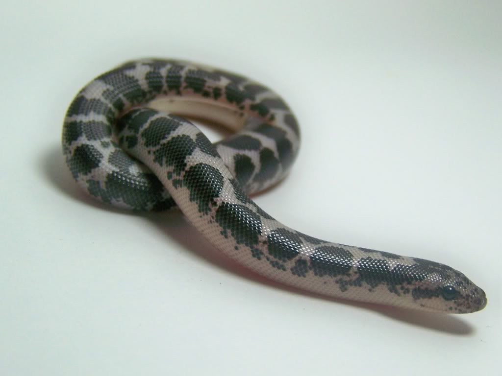 SandBoa6.jpg