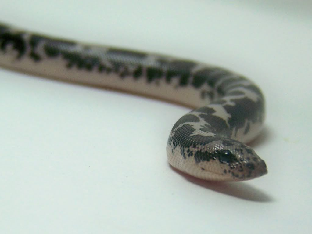 SandBoa7.jpg
