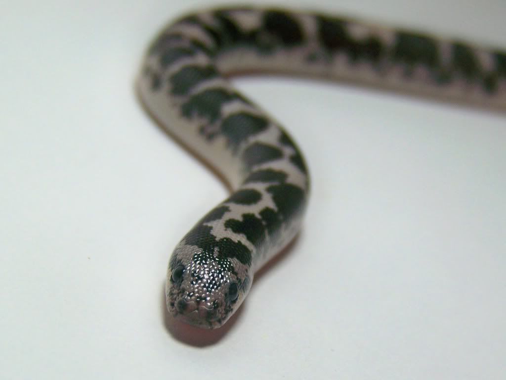 SandBoa9.jpg