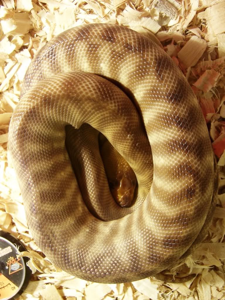 Woma1.jpg