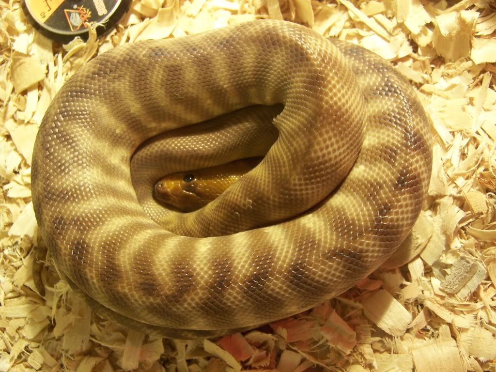 Woma2.jpg