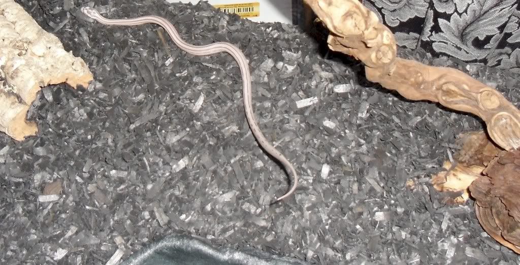 snake1a.jpg