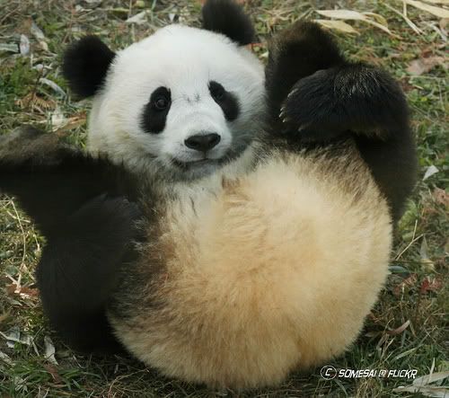 cute panda Pictures, Images and Photos