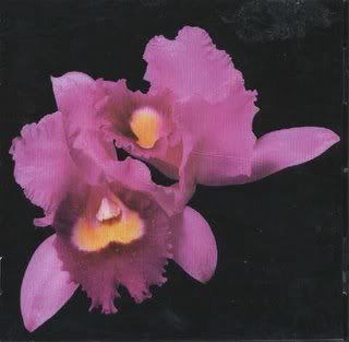 Opeth-Orchid.jpg