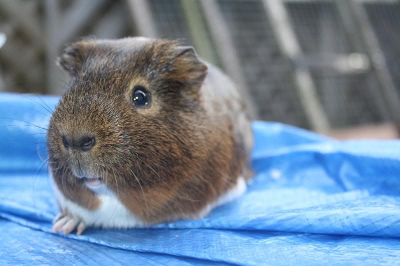 guinessandollie026.jpg
